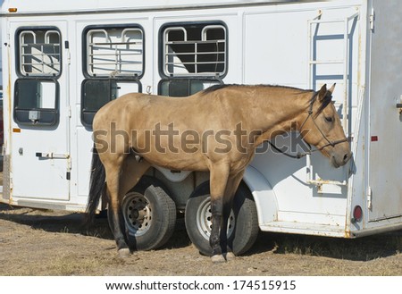 A horse waits, tied to a trailer, at the rodeo.