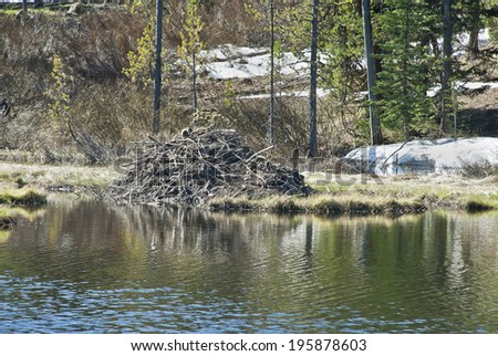 A beaver lodge in a beaver pond in the spring in the Rocky Mountain High Country.