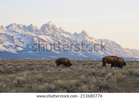Buffalo graze in the early morning light under the towering Grand Teton Peaks near Jackson Hole, Wyoming.