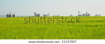 A panorama of a young barley field with a siding of grain bins in the background.