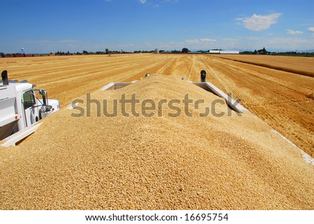 A truck load of barley, sitting in a patch of stubble, looking over the top from back to front.