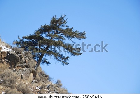 A lone and twisted pine tree grows from a snowy and rocky slope.