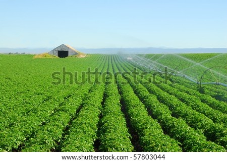 A wheel line irrigates a potato field with a storage cellar waiting to be filled.