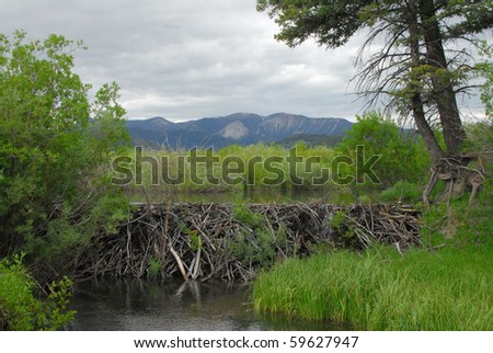 A beaver dam holds back the rain and runoff from the mountains.