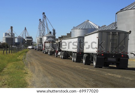 Semi trucks line up to haul grain from the silos.