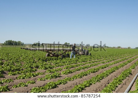 Two unidentified farm kids unloading sprinkler pipe to irrigate a potato field.