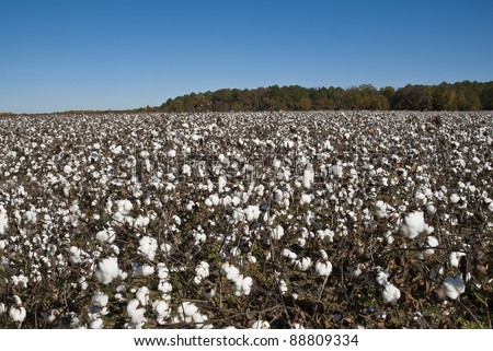 A South Carolina cotton field.