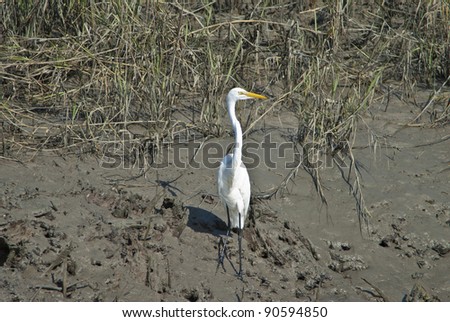 A Great American White Egret in the mud of the South Carolina Low Country Salt Marshes.