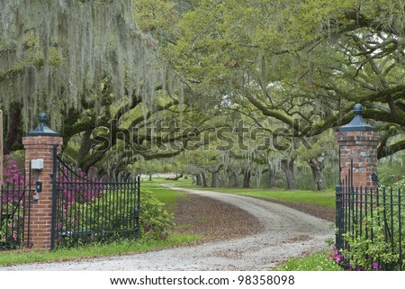 A canopied plantation driveway in the South Carolina Low Country.