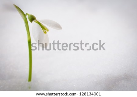 small snowdrop get out from growth