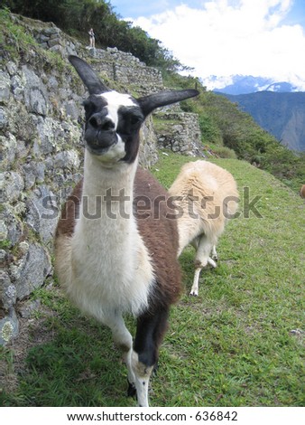 Llamas Mating