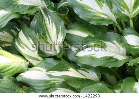 Plant Texture