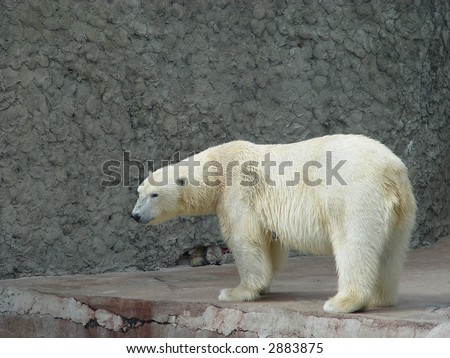 The single polar bear-female in the zoo
