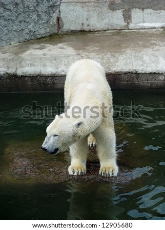 Polar bear standing at water