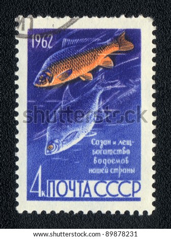 USSR - CIRCA 1962: A Stamp printed in USSR shows a  Common carp and Common bream (Cyprinus carpio and Abramis brama),  series, circa 1962