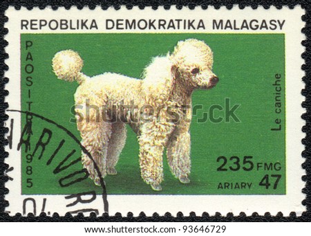 MALAGASY - CIRCA 1985: A stamp printed in MALAGASY  shows a white poodle, from series Breeds of dog, circa 1985