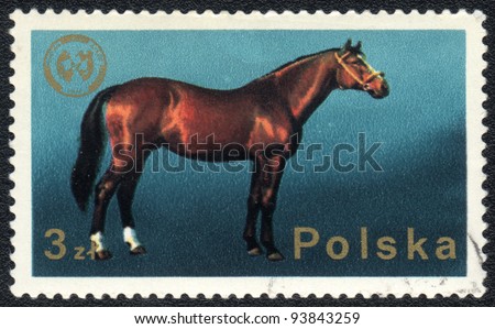 POLAND - CIRCA 1980: A stamp printed in POLAND  shows a horse, from series Domestic animals, circa 1980