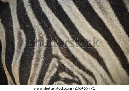 A detail of zebra fur