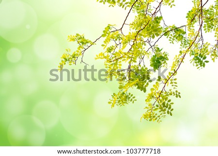 green leaf on green tone bokeh background