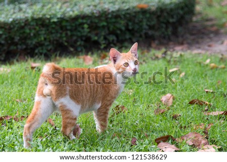 cat outdoor in nature