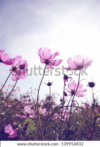Vintage Cosmos flowers and sky