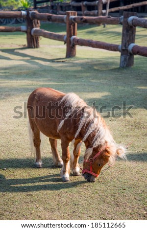 Dwarf Horse eating grass