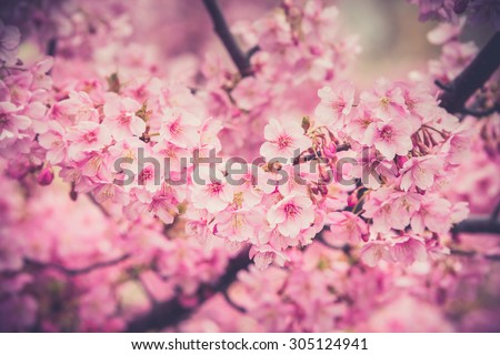 spring sakura pink flower with sun sky vintage color toned abstract nature background.(Vintage filter effect used)