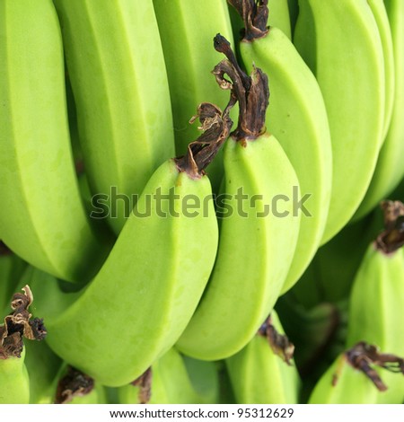 Green Bananas on a tree, Thailand.