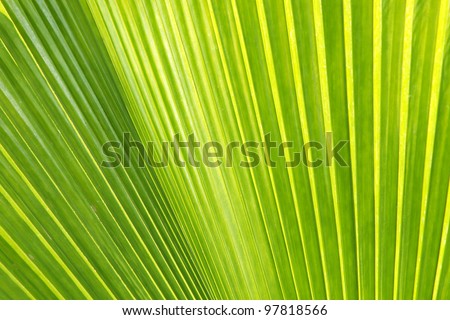 Green Palm Logo