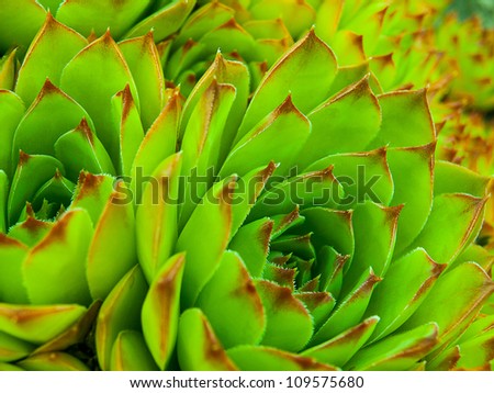 Background of succulent echeveria rosettes also known as \
