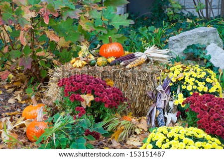 Traditional composition for the holiday Halloween with pumpkins, corn and straw,  Chicago, Illinois