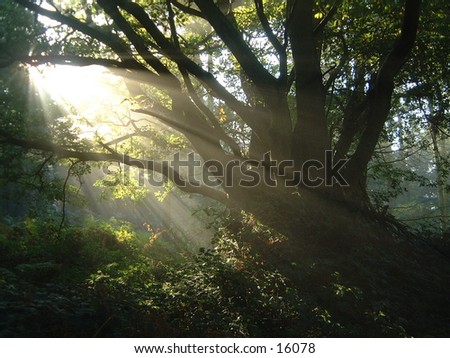 misty morning sunlight through tree branches