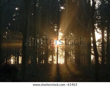 sun light beams trees forest woods leaves nature