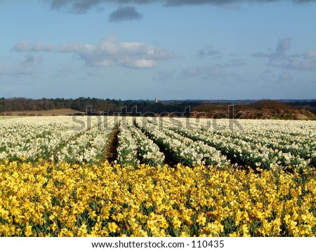 Fields  yellow daffodils flowers sky clouds blue sky color landscape Norfolk