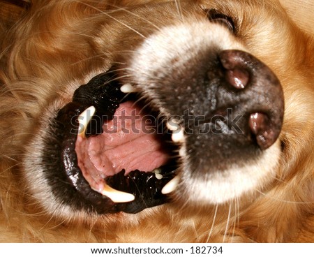 Laughing dog fur golden blond color hair soft woof smile mouth teeth wet nose grin whiskers