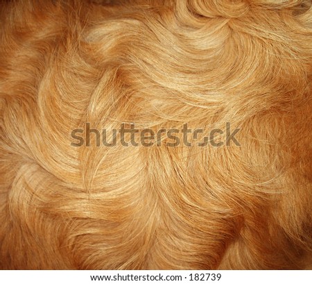 dog fur golden blond color hair soft woof