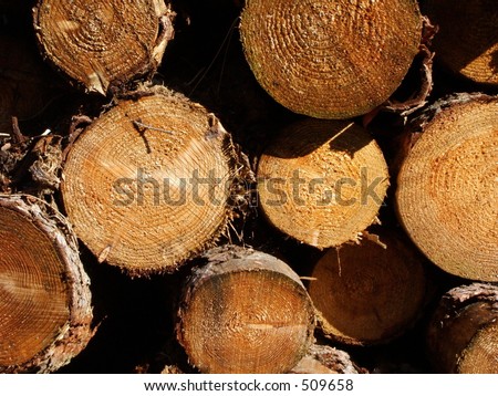 logs cut wood saw rings trees forest stack pile lumber woods bark splinter
