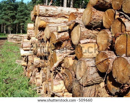logs cut wood saw rings trees forest stack pile lumber woods bark splinter