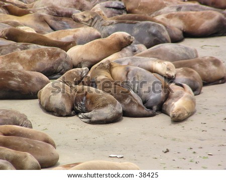 Seal Lions Sleeping
