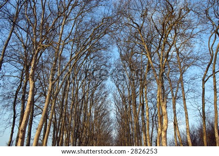 birch tree grove