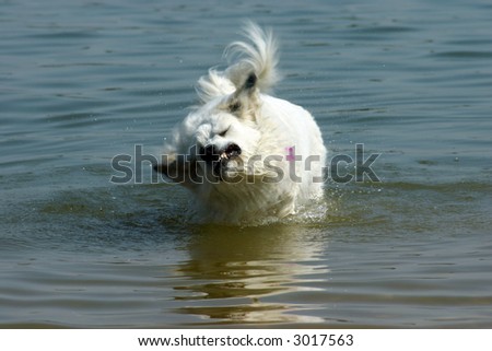 White Dog Shaking off in Water with motion blur