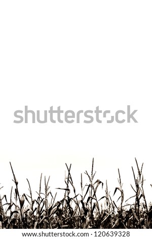 isolated maize field, silhouette