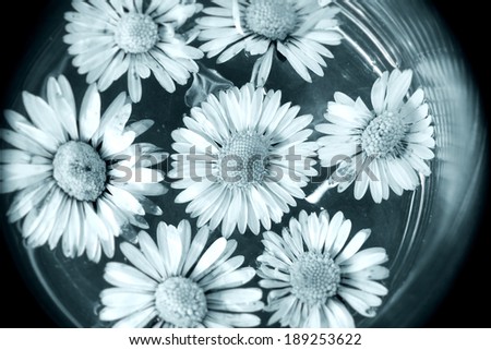 small daisy flowers, condolences card background