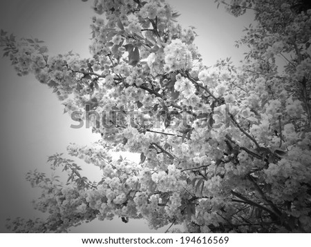 blossoms black and white, condolences card cover