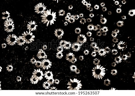 dark chamomile flowers, condolences card background