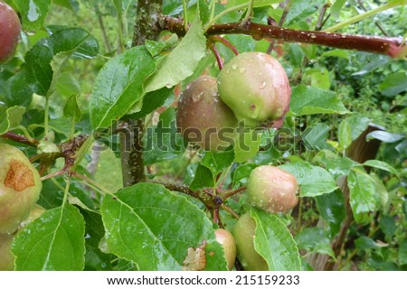 bio apples