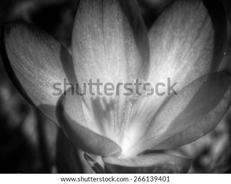 crocus flower, condolences card background