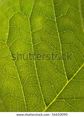 leaf structure closeup