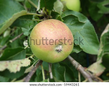 bio-apple on tree