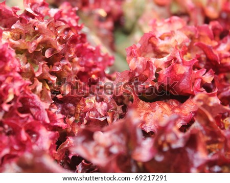 red salad leafs